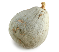 Blue Hubbard Squash