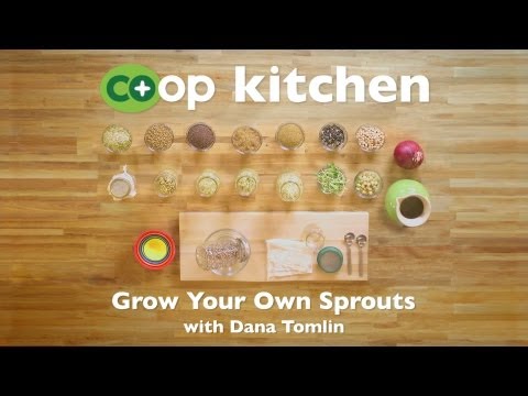 Grow Your Own Sprouts