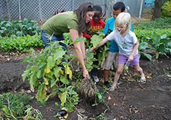 Martin School Garden