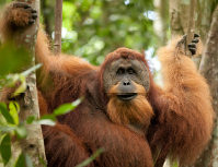 orangutan in the forest