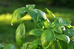 Basil2_0