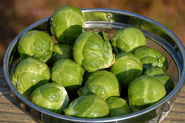 Brussels_Sprouts1_0