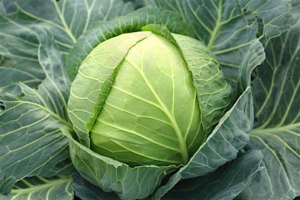 Cabbage2_0