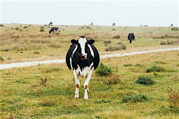 California_Drought_Threatens_Milk_Production_0
