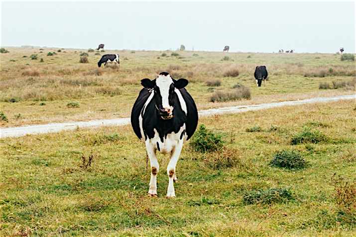 California_Drought_Threatens_Milk_Production_0