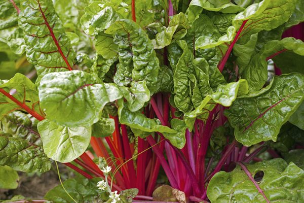 Chard1_0