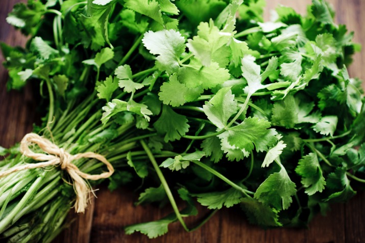 Cilantro1_0