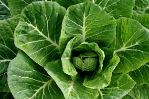 Collard_Greens1_0