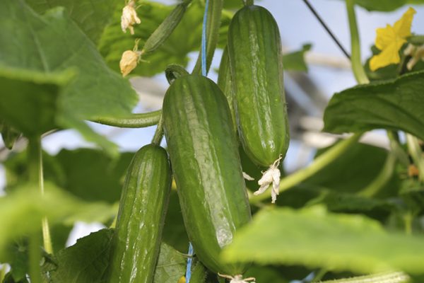 Cucumber1_0