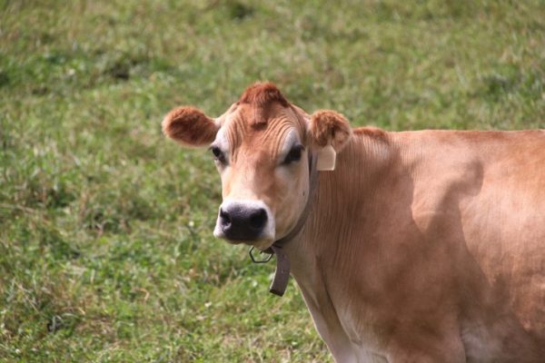 Dairy_Co-ops_Keep_Farms_and_Families_Together_0