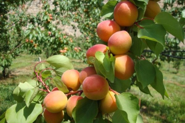 Dare_to_Eat_an_Organic_Peach_0