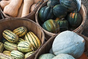 Delightful_Winter_Squash_0