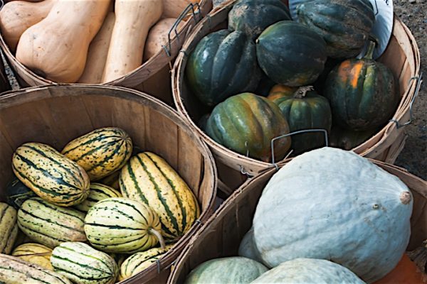 Delightful_Winter_Squash_0