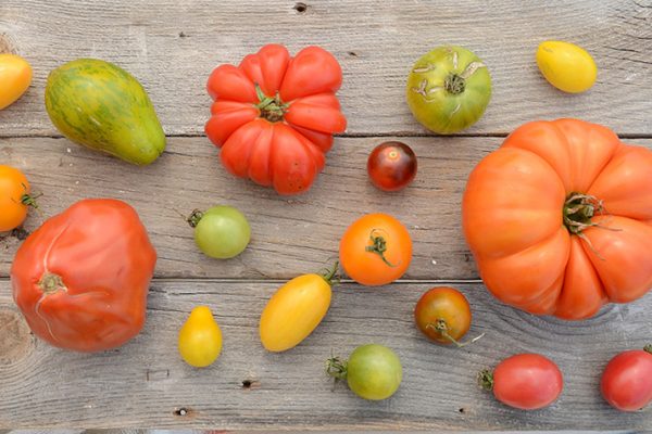 Fabulous-Must-have-Heirloom-Tomatoes_0