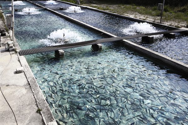 Fishing_and_Seafood_Farming_0