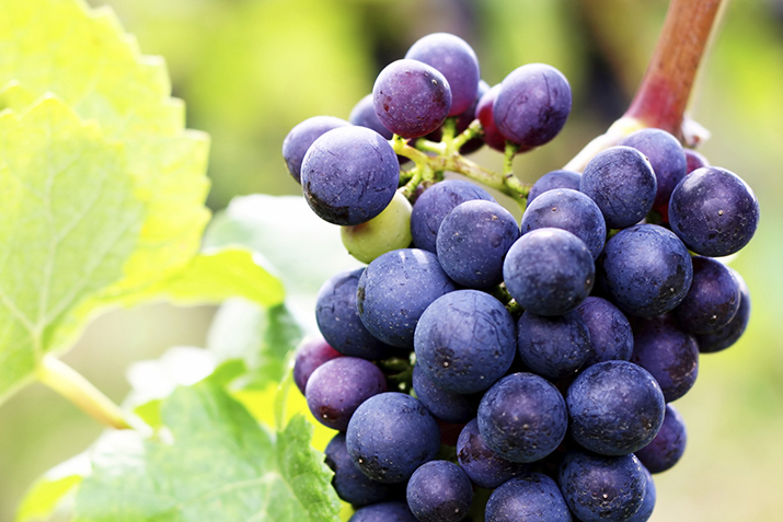 Grapes1_0