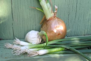 Growing_Green_Onions_Without_a_Garden_0