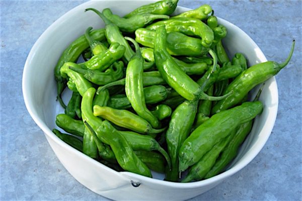 Journey_to_Shishito_Peppers2_0