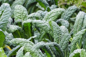 Kale1_0
