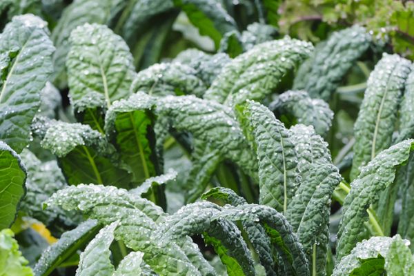 Kale1_0