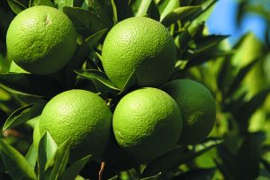 Limes1_0
