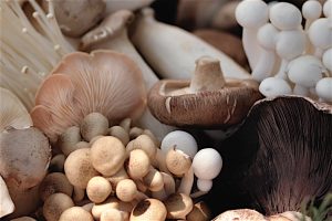 Mushrooms_0