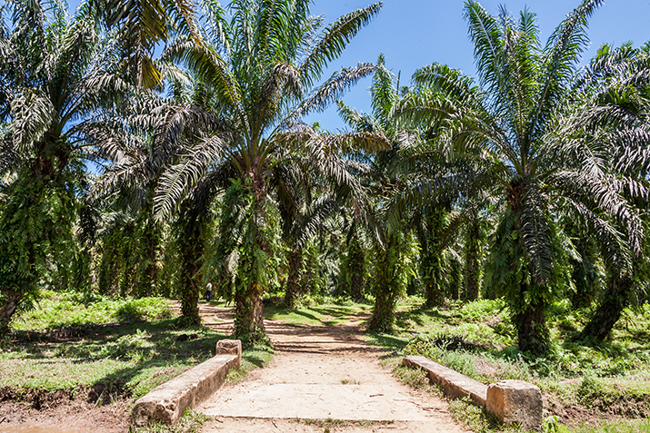 Palm_Oil_Sustainability_Crossroads_0