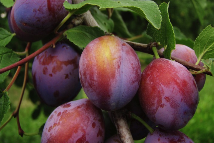Plums