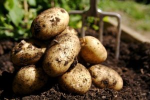 Potatoes1_0