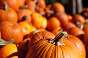 Pumpkin1_0