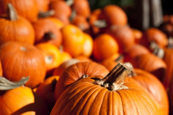 Pumpkin1_0