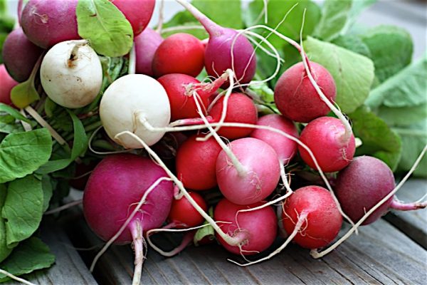 Radishes2_0