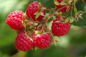 Raspberries1_0