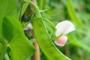 Snow_Peas_0