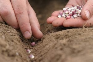 Sow_What_Choosing_to_Grow_from_Seed_0
