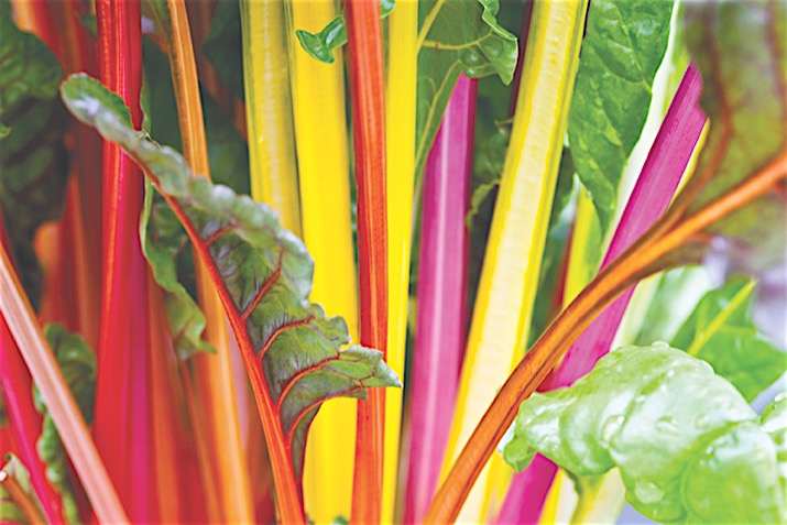 Swiss Chard