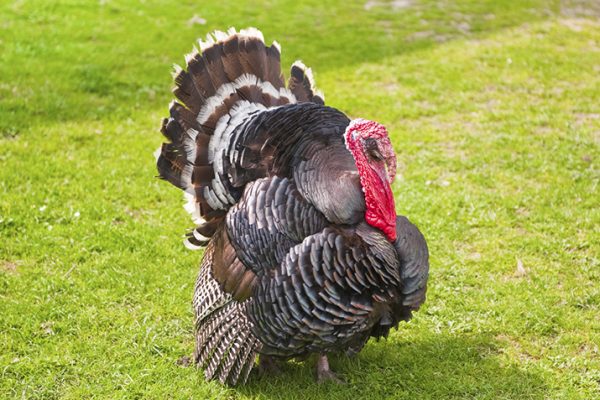 Talking_Turkey_A_Poultry_Primer_0