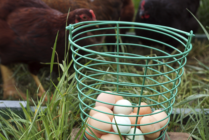 The Chicken and the Egg: Egg Labels and Production Methods