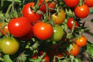 Tomatoes2_0