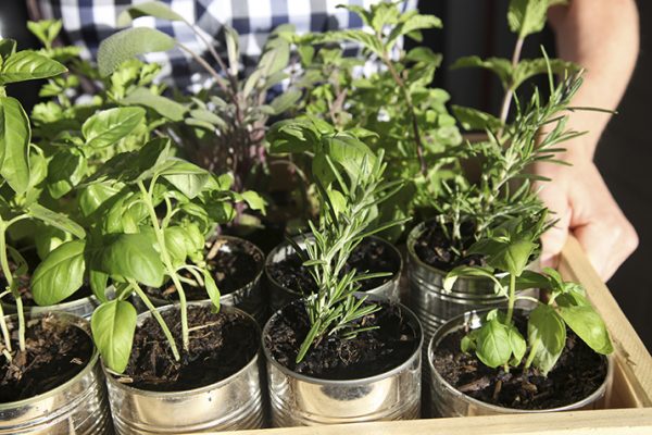 Using_Fresh_Herbs_0