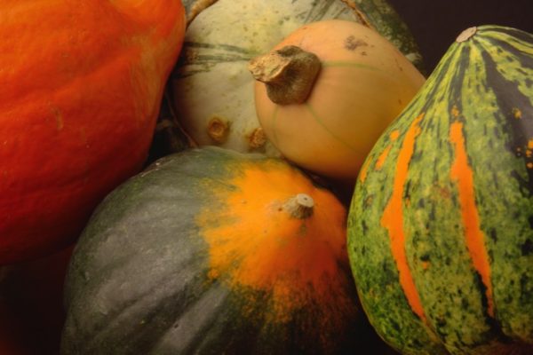 Winter_Squash1_0