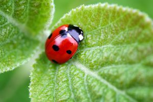 Beneficial-Insects-The-Good-Guys-in-the-Garden