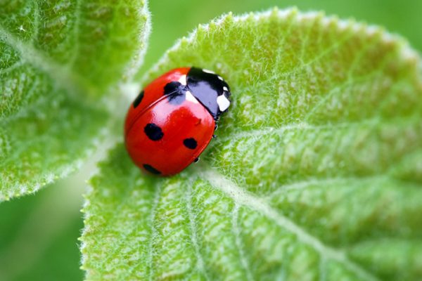 Beneficial-Insects-The-Good-Guys-in-the-Garden