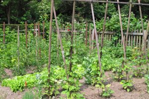 What-to-Plant-Now