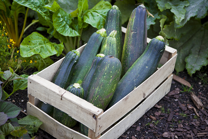 Zucchini1