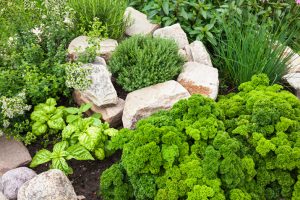 Herb Gardening 101