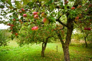 Planning_a_Small_Home_Orchard