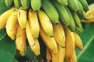 Bananas