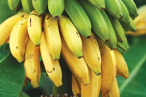 Bananas