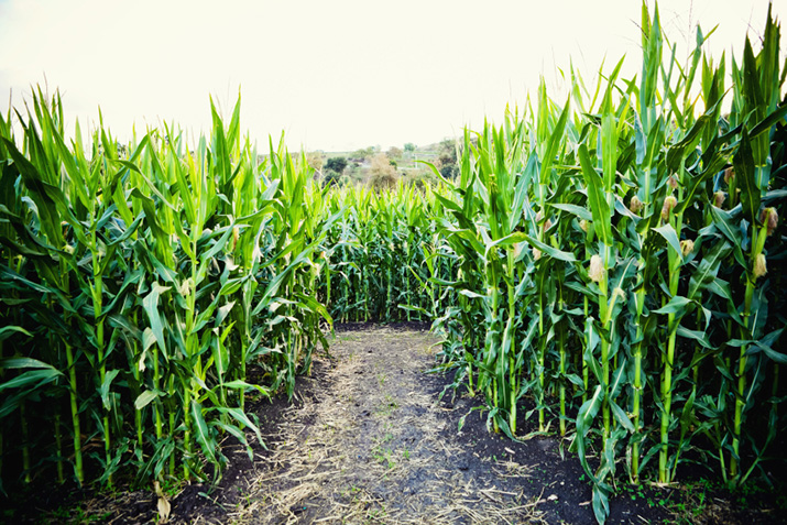 Farm_Bill_Primer